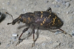 Vorschaubild Coleoptera, Curculionidae, Hylobius abietis_2006_05_12--09-59-43.jpg 