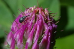 Vorschaubild Coleoptera, Curculionidae, Isochnus populicola_2006_06_09--17-34-12.jpg 