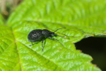 Vorschaubild Coleoptera, Curculionidae, Otiorhynchus_2013_07_31--06-14-49.jpg 
