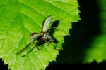 Vorschaubild Coleoptera, Curculionidae, Phyllobius urticae_2005_05_26--17-33-24.jpg 