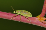 Vorschaubild Coleoptera, Curculionidae, Phyllobius_2020_05_15--14-56-03.jpg 
