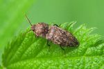 Vorschaubild Coleoptera, Elateridae, Agrypnus murina_2019_05_19--15-25-56.jpg 