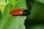 Vorschaubild Coleoptera, Elateridae, Ampedus rufipennis_2010_05_21--13-42-42.jpg 