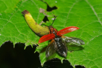 Vorschaubild Coleoptera, Elateridae, Anostirus purpureus, Abflug_2010_06_06--10-19-13.jpg 