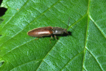 Vorschaubild Coleoptera, Elateridae, Athous bicolor_2005_05_27--09-11-17.jpg 