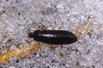 Vorschaubild Coleoptera, Larve_2012_03_03--11-08-25.jpg 