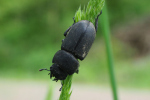 Vorschaubild Coleoptera, Lucanidae, Dorcus parallelipipedus_2023_05_13--10-30-23.jpg 