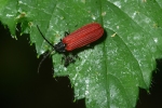 Vorschaubild Coleoptera, Lycidae, Pyropterus nigroruber_2006_07_12--08-32-50.jpg 