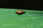 Vorschaubild Coleoptera, Malachiidae, Anthocomus coccineus_2013_08_16--09-23-41.jpg 