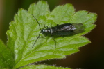 Vorschaubild Coleoptera, Melyridae, Dasytes plumbeus_2006_04_25--16-25-18.jpg 