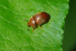Vorschaubild Coleoptera, Nitidulidae, Cychramus luteus_2010_06_14--11-02-35.jpg 