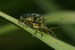 Vorschaubild Coleoptera, Oedemeridae, Oedemera lurida, Paarung_2007_05_14--08-28-38.jpg 