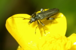 Vorschaubild Coleoptera, Oedemeridae, Oedemera lurida_2007_05_01--12-14-46.jpg 