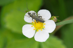 Vorschaubild Coleoptera, Oedemeridae, Oedemera virescens_2019_05_19--14-23-16.jpg 