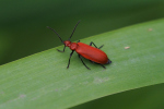 Vorschaubild Coleoptera, Pyrochroidae, Pyrochroa serraticornis, Feuerkaefer_2019_05_31--08-31-54.jpg 
