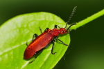 Vorschaubild Coleoptera, Pyrochroidae, Pyrochroa serraticornis_2020_05_20--08-20-24.jpg 