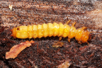 Vorschaubild Coleoptera, Pyrochroidae, Pyrochroa, Larve_2019_04_17--12-44-24.jpg 