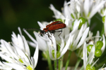 Vorschaubild Coleoptera, Pyrochroidae, Schizotus pectinicornis_2005_05_27--09-09-28.jpg 