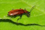 Vorschaubild Coleoptera, Pyrochroidae, Schizotus pectinicornis_2020_05_04--10-52-52.jpg 