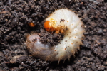 Vorschaubild Coleoptera, Scarabaeidae, Amphimallon solstitiale, Junikaefer, Larve_2018_05_13--16-25-01.jpg 