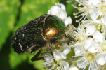 Vorschaubild Coleoptera, Scarabaeidae, Cetonia aurata, Rosenkaefer_2011_05_09--12-28-51.jpg 