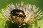 Vorschaubild Coleoptera, Scarabaeidae, Cetonia aurata, Rosenkaefer_2020_07_02--11-15-10.jpg 