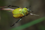 Vorschaubild Coleoptera, Scarabaeidae, Hoplia farinosa_2013_06_07--09-52-45.jpg 