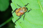 Vorschaubild Coleoptera, Scarabaeidae, Hoplia farinosa_2020_05_07--15-39-26.jpg 