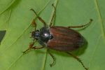 Vorschaubild Coleoptera, Scarabaeidae, Melolontha melolontha_2006_05_30--11-15-37.jpg 