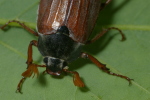 Vorschaubild Coleoptera, Scarabaeidae, Melolontha melolontha_2006_05_30--11-17-49.jpg 