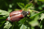 Vorschaubild Coleoptera, Scarabaeidae, Melolontha melolontha_2009_05_03--13-27-20.jpg 