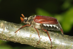 Vorschaubild Coleoptera, Scarabaeidae, Melolontha melolontha_2009_05_20--06-45-41.jpg 