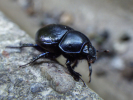 Vorschaubild Coleoptera, Scarabaeidae, Onthophagus_2013_06_30--14-40-15.jpg 