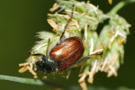 Vorschaubild Coleoptera, Scarabaeidae, Phyllopertha horticola, Julikaefer_2020_06_10--09-19-59.jpg 