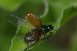 Vorschaubild Coleoptera, Scarabaeidae, Phyllopertha horticola, Junikaefer_2006_05_30--11-39-32.jpg 