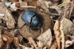 Vorschaubild Coleoptera, Scarabaeidae, Pillendreher mit Pille_2016_06_05--10-47-55.jpg 