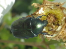 Vorschaubild Coleoptera, Scarabaeidae, Protaetia affinis, Aehnlicher Rosenkaefer_2016_06_05--14-55-00.jpg 