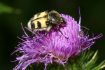 Vorschaubild Coleoptera, Scarabaeidae, Trichius fasciatus, Pinselkaefer_2022_07_15--08-57-02.jpg 