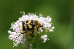 Vorschaubild Coleoptera, Scarabaeidae, Trichius zonatus, Pinselkaefer_2011_06_10--11-33-05.jpg 