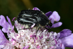 Vorschaubild Coleoptera, Scarabaeidae, Tropinota hirta_2008_06_23--09-26-11.jpg 