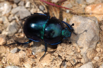 Vorschaubild Coleoptera, Scarabaeidae,_2016_06_05--10-14-07.jpg 