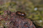Vorschaubild Coleoptera, Scolytidae, Ips, Borkenkaefer_2005_01_01--07-01-00.jpg 