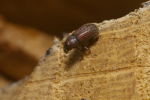 Vorschaubild Coleoptera, Scolytidae,_2008_03_14--10-29-54.jpg 