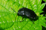 Vorschaubild Coleoptera, Silphidae, Phosphuga atrata_2005_10_11--17-08-27.jpg 