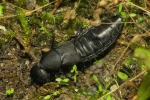 Vorschaubild Coleoptera, Staphilinidae, Ocypus olens_2020_09_02--09-45-12.jpg 