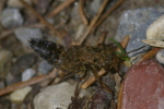 Vorschaubild Coleoptera, Staphylinidae, Ontholestes murinus_2006_04_19--16-24-22.jpg 