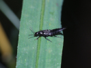 Vorschaubild Coleoptera, Staphylinidae, Philonthus_2009_09_19--13-46-45.jpg 