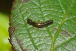 Vorschaubild Coleoptera, Staphylinidae, Xantholinus distans_2010_03_28--10-11-04.jpg 