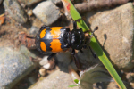 Vorschaubild Coleoptera, Sylphidae, Necrophorus vespilloides, Aaskaefer_2019_07_16--09-59-31.jpg 