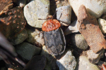 Vorschaubild Coleoptera, Sylphidae, Oiceoptoma thoracica, Aaskaefer_2019_07_16--09-59-03.jpg 